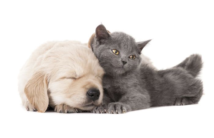A puppy and a kitten are happy and healthy at Champions Forest Animal Clinic in Houston, Texas