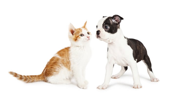 A kitten and a puppy are happy and healthy at Red Mountain Animal Hospital in Mesa, Arizona
