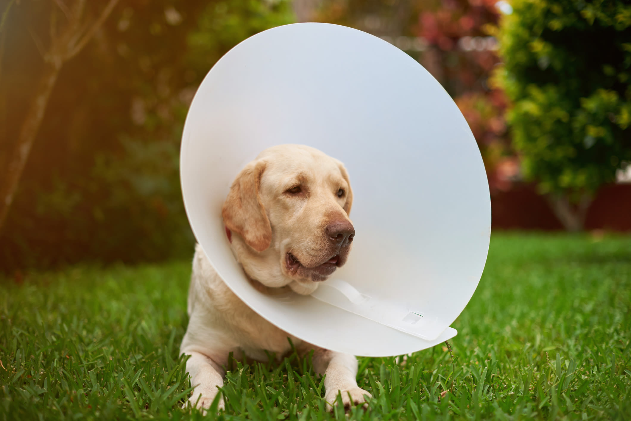 Dog with cone on head near Apple Tree Cove Animal Hospital in Kingston, Washington