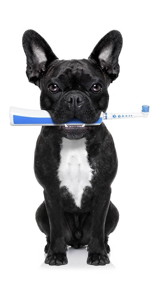A doggie with toothbrush at Niles Veterinary Clinic in Niles, Ohio