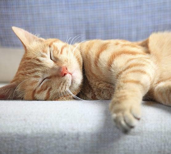 Cat is sleeping at Niles Veterinary Clinic in Niles, Ohio