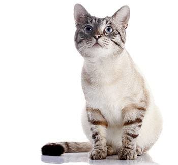 Restless kitten at Niles Veterinary Clinic in Niles, Ohio