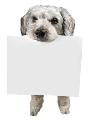 A doggie with a document at Angeles Clinic For Animals in Port Angeles, Washington