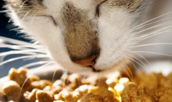 A cat eating at Niles Veterinary Clinic in Niles, Ohio