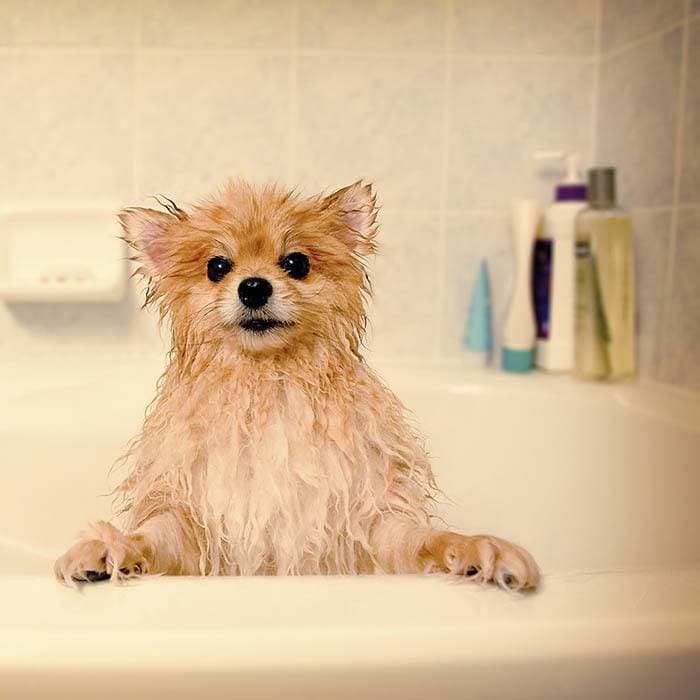 Bathing services at Niles Veterinary Clinic in Niles, Ohio