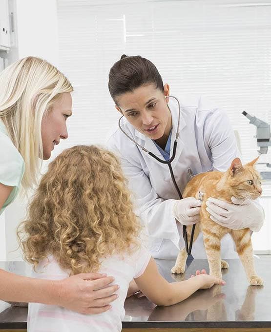 Cat receiving pet care services at The Animal Hospital on the Golden Strip in Williamsport, Pennsylvania