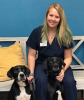 Brandy at St. Francis Veterinary Clinic
