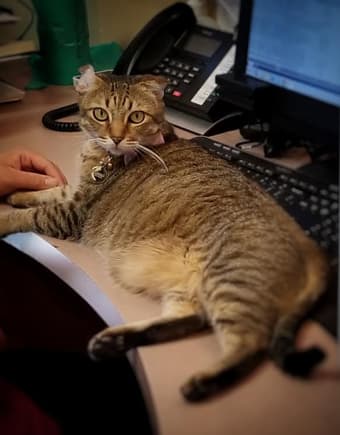Lumpy Space Princess, our beloved clinic cat at River Road Pet Clinic in Tucson, Arizona