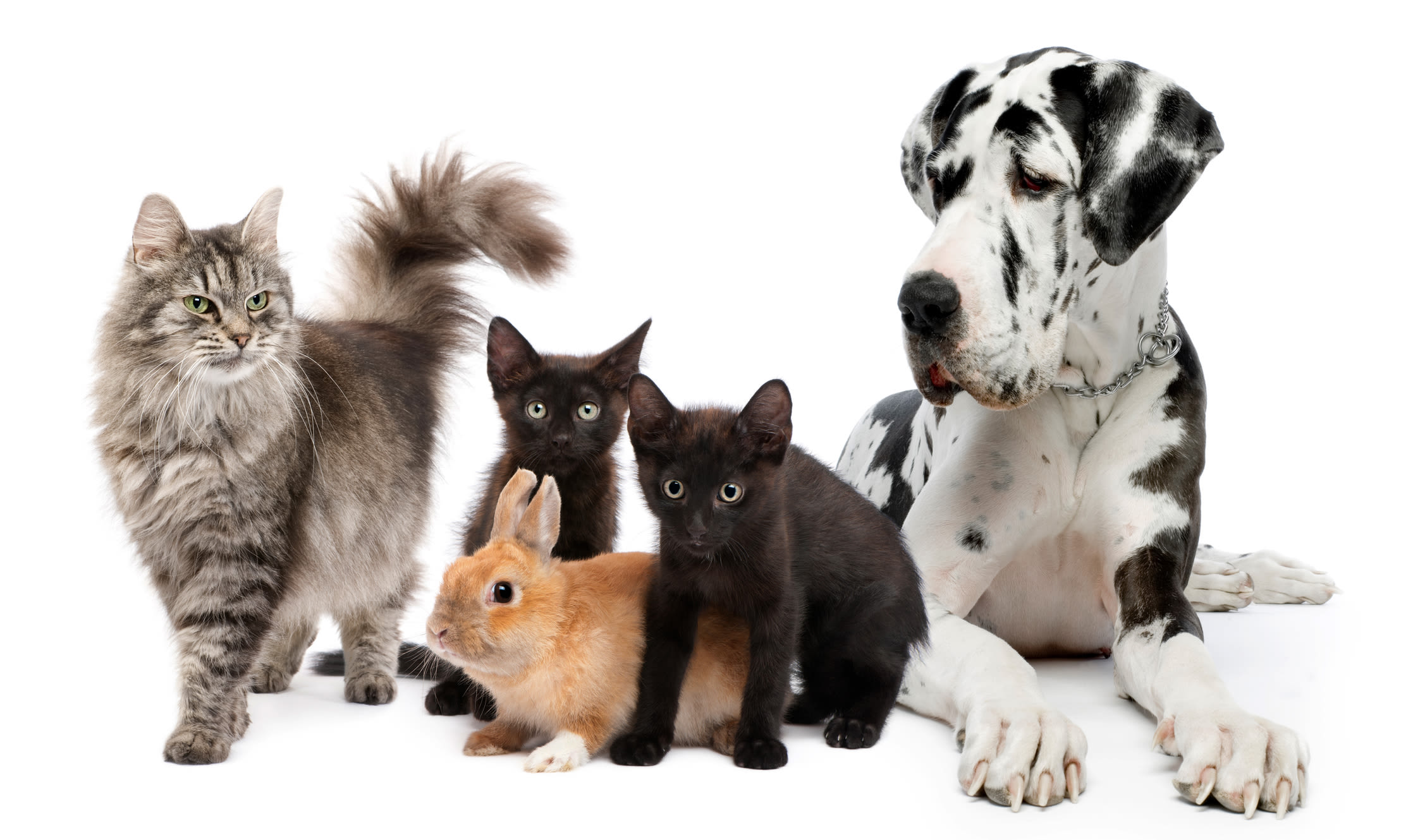 Our precious animals at Black Forest Veterinary Clinic in Colorado Springs, Colorado