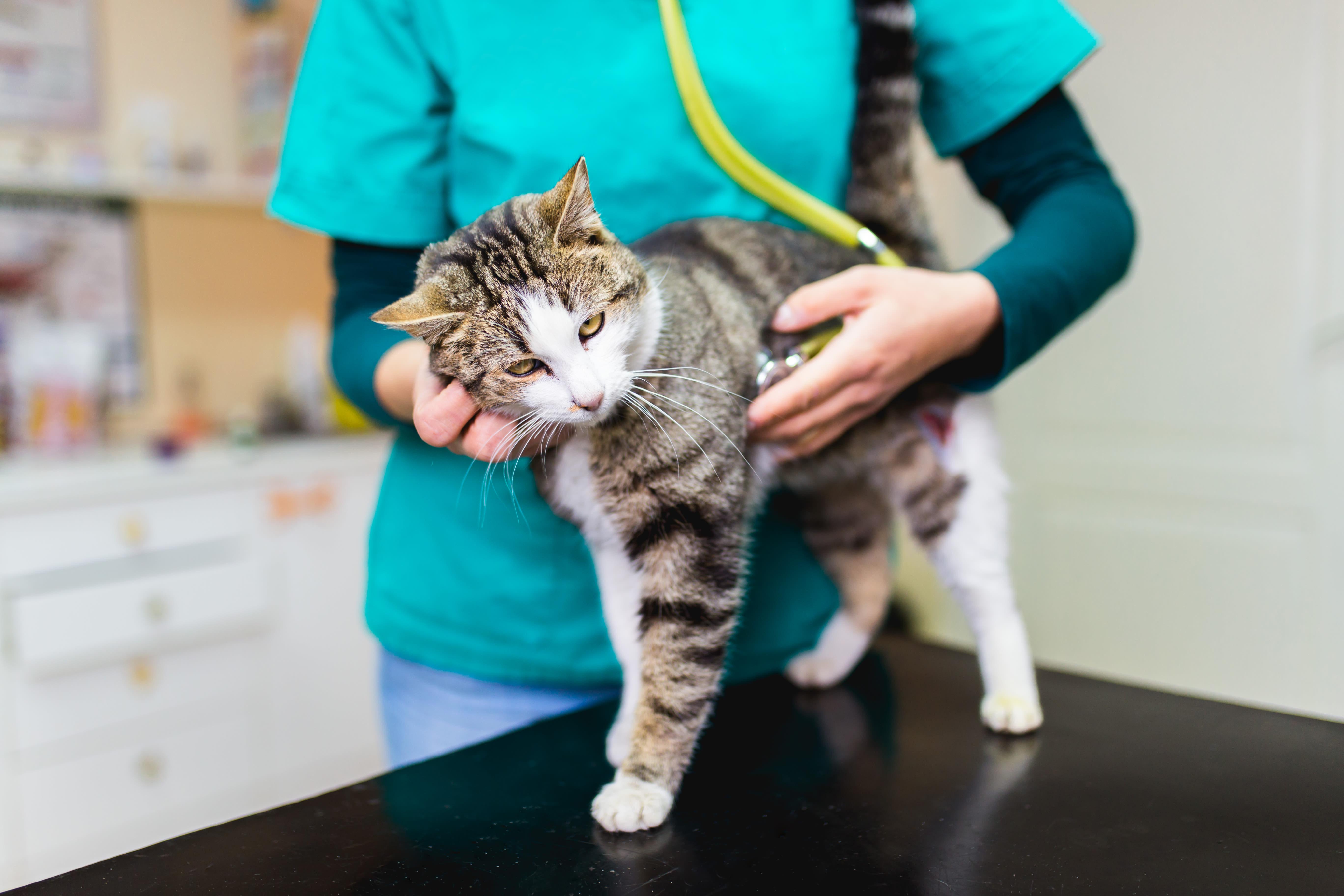 Kitten in the exam room at Kenmore Animal Hospital in Kenmore, New York