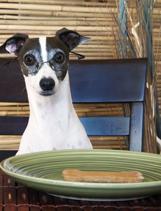 Doggy enjoying food at Kenmore Animal Hospital in Kenmore, New York