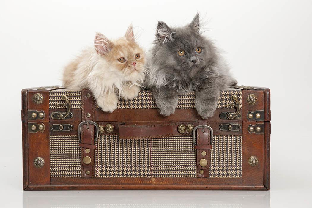 Kittens over the trunk at Angeles Clinic For Animals in Port Angeles, Washington