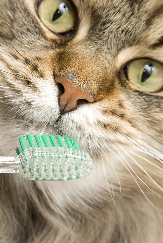 Cat with toothbrush at Niles Veterinary Clinic in Niles, Ohio