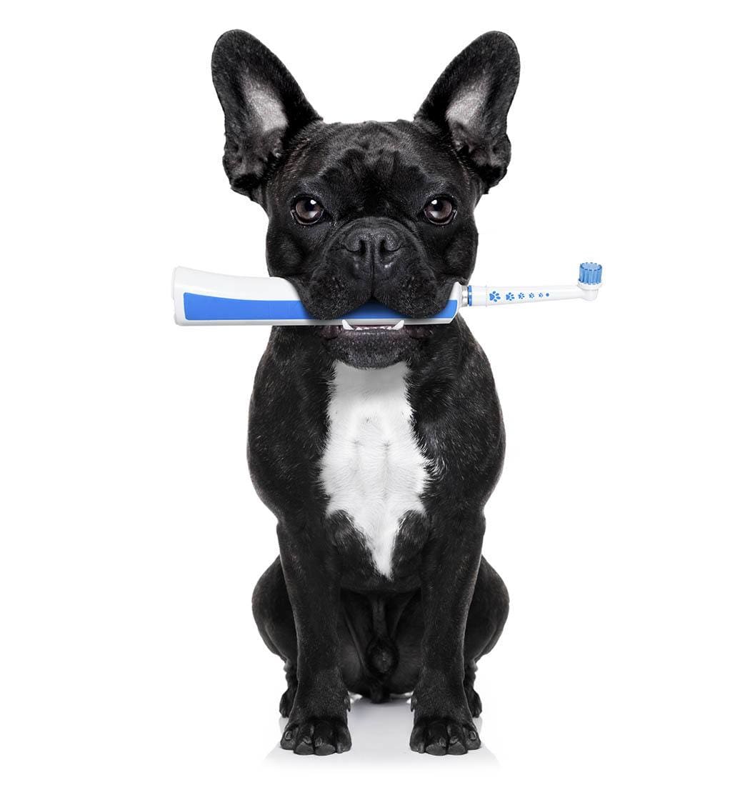 A doggie with toothbrush at North Paw Animal Hospital in Durham, North Carolina