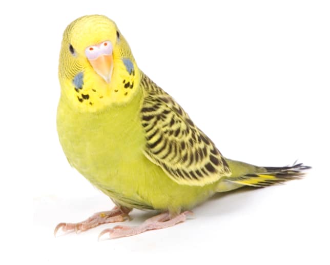 A cute bird at Kitsap Veterinary Hospital in Port Orchard, Washington