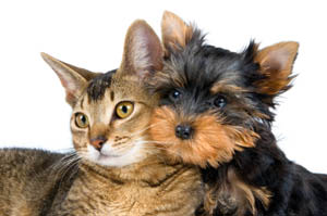 Happy and healthy cat and dog at Angeles Clinic For Animals in Port Angeles, Washington