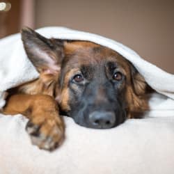 Dog under the blankets at Avilla Buffalo Run in Commerce City, Colorado