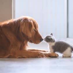 Cat and dog at Avilla Buffalo Run in Commerce City, Colorado