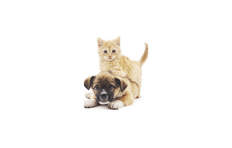 Place holder image