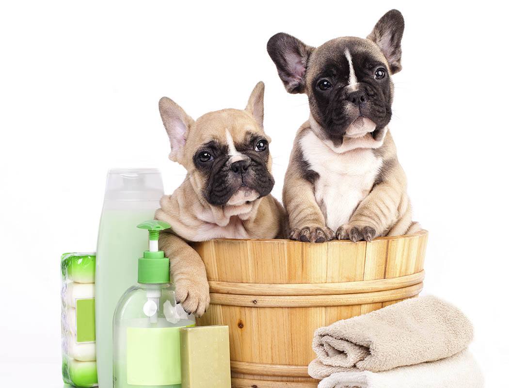 Grooming services for your pet at Wilmington Animal Hospital