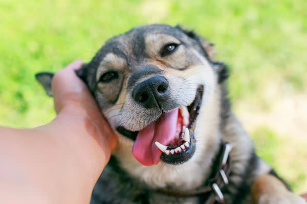 dog enjoying being pet at StoneCrest Village in Halifax, NS