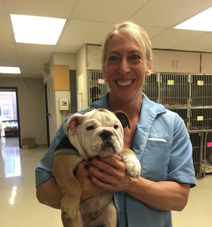 The spaying and neutering process at Des Moines in Des Moines, Iowa