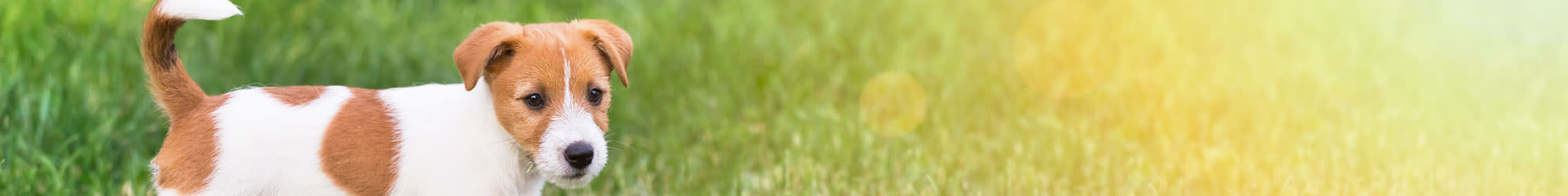 Enjoy our Pet-Friendly apartments at Bayview at Coal Harbour
