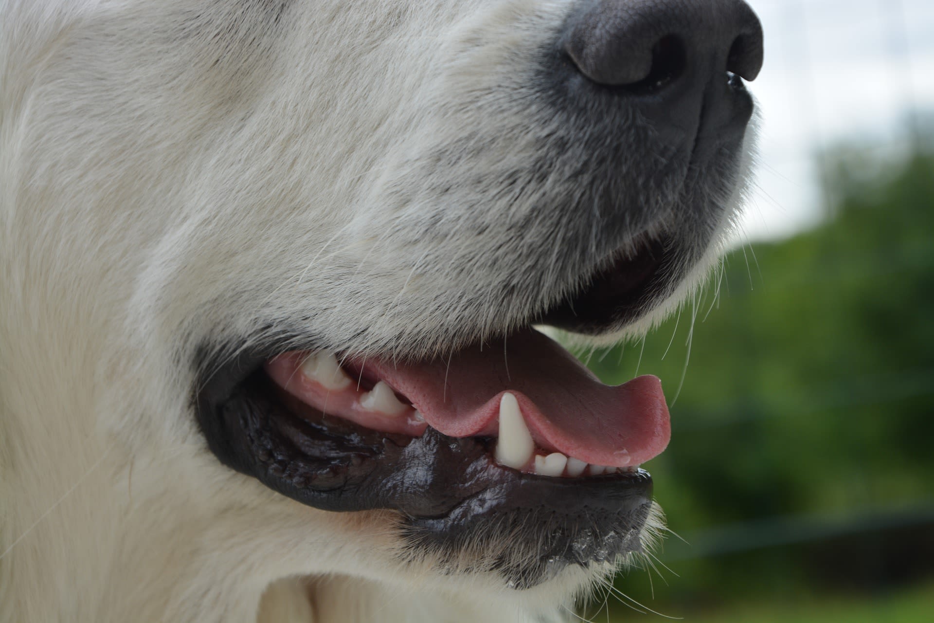 Close up of a dogs mouth