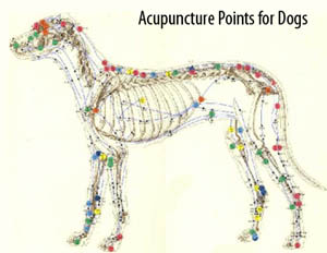 Acupuncture points for dogs