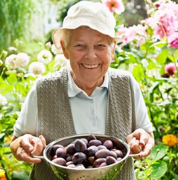 Lady with a strainer full of apricots in the garden