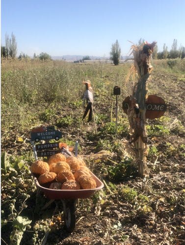 SFF Pumpkin Patch