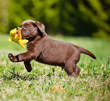 puppy playing near 860 South in Stockbridge, GA