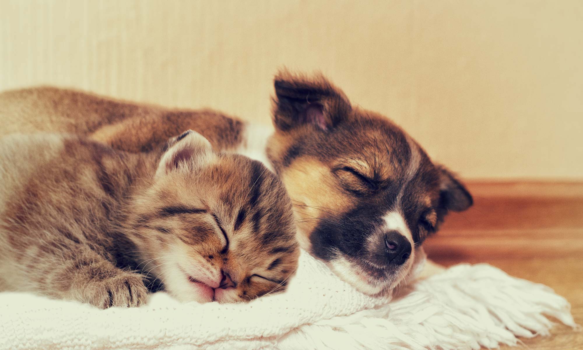 Puppy and kitten cuddling in bed at Dixon Manor in Rochester, New York