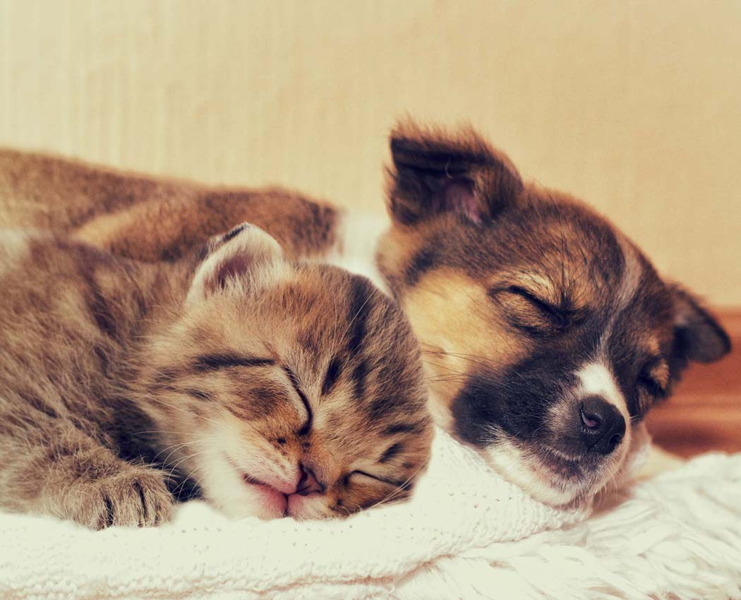 Puppy and kitten cuddling in bed at Hickory Hollow in Spencerport, New York
