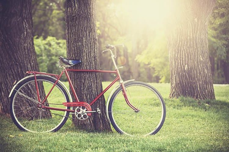 Bike leaning against a tree near Overlook Apartments in Elsmere, Kentucky