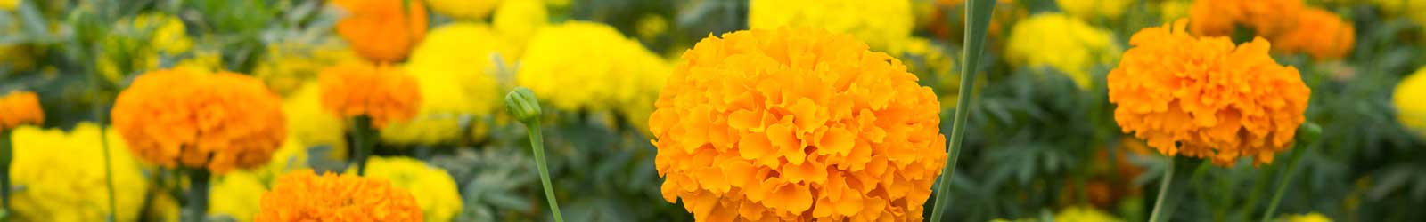 Events & Newsletters at The Landing a Senior Living Community in Roseburg, Oregon.