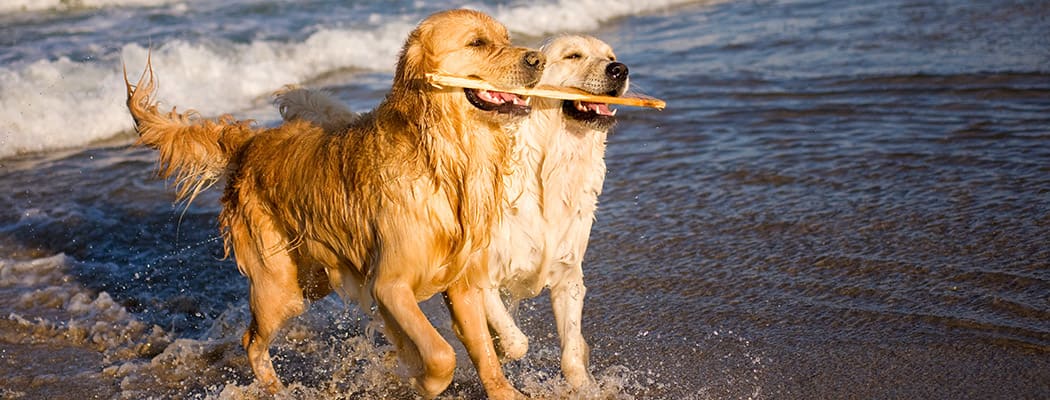 Pet Friendly Apartments Wilmington Nc The Park At Three Oaks