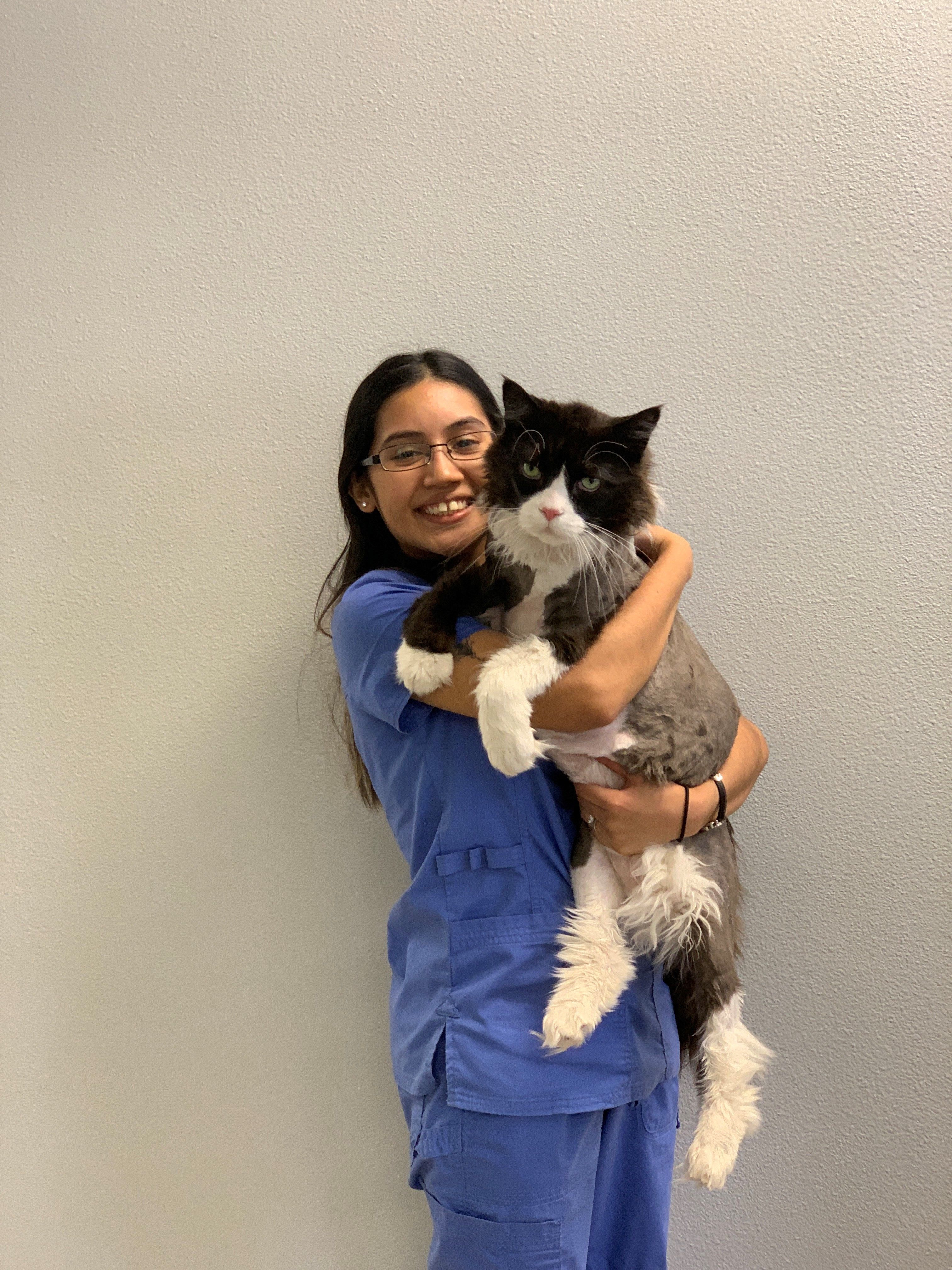 Our Team Memorial Cat Hospital