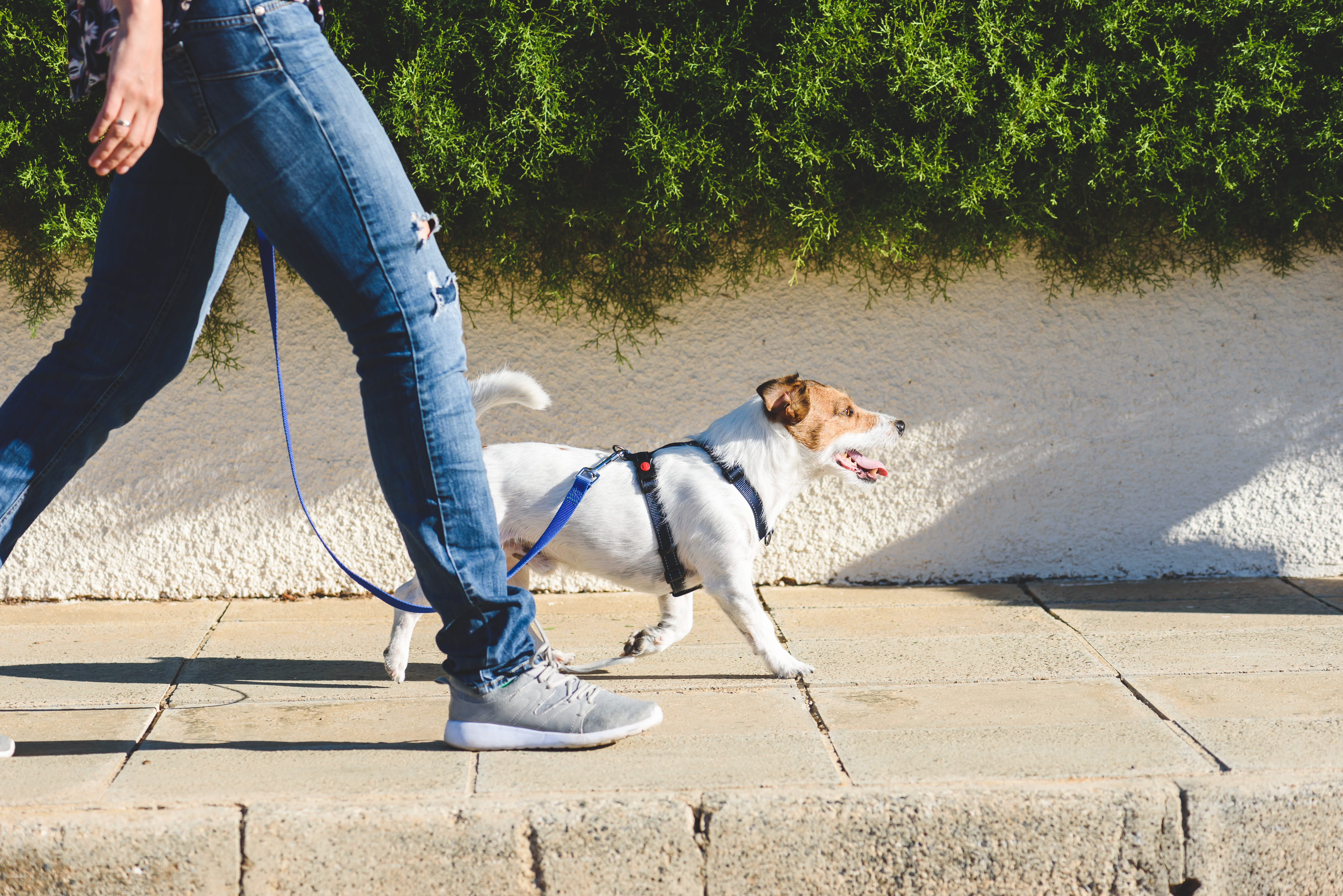 A man walking his dog near Kendallwood Apartments in Whittier, California