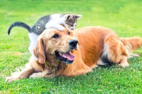 Happy pets at Encore 99 in East Haven, Connecticut