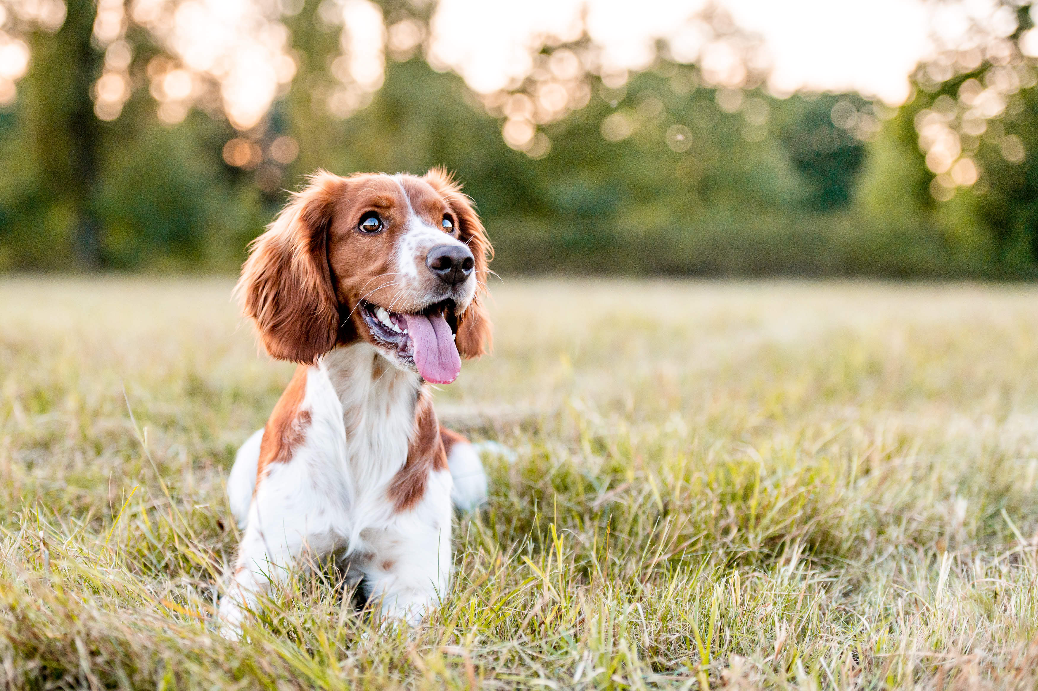 Resident dog lounging in a field near Olympus Alameda in Albuquerque, New Mexico