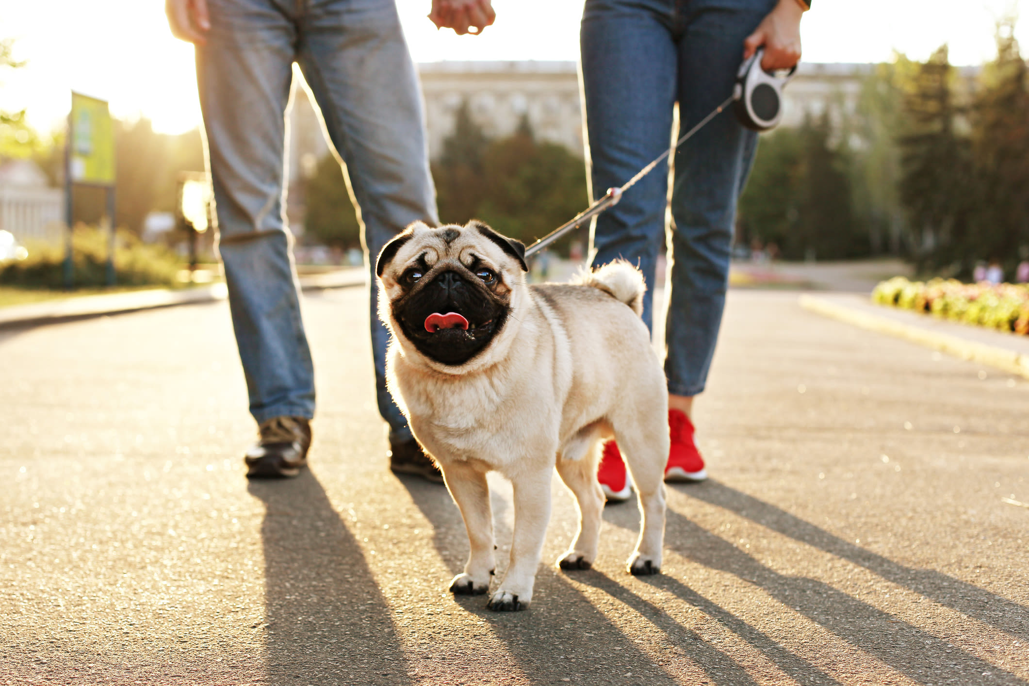 Resident and his cute pup out on a walk near The Ventura in New York, New York