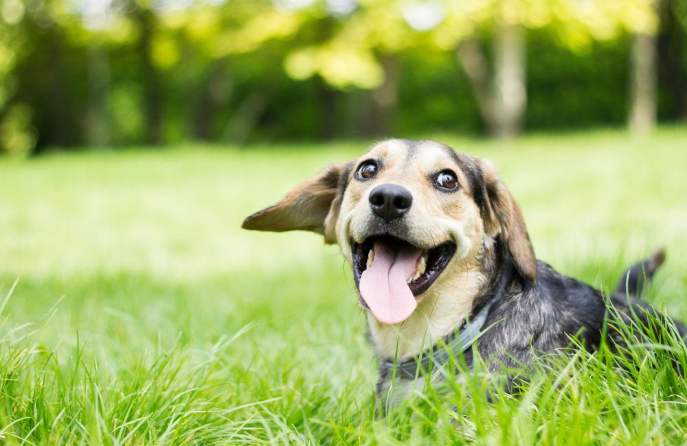 Smiling Dog Laying in the Grass at Sommerset Apartments