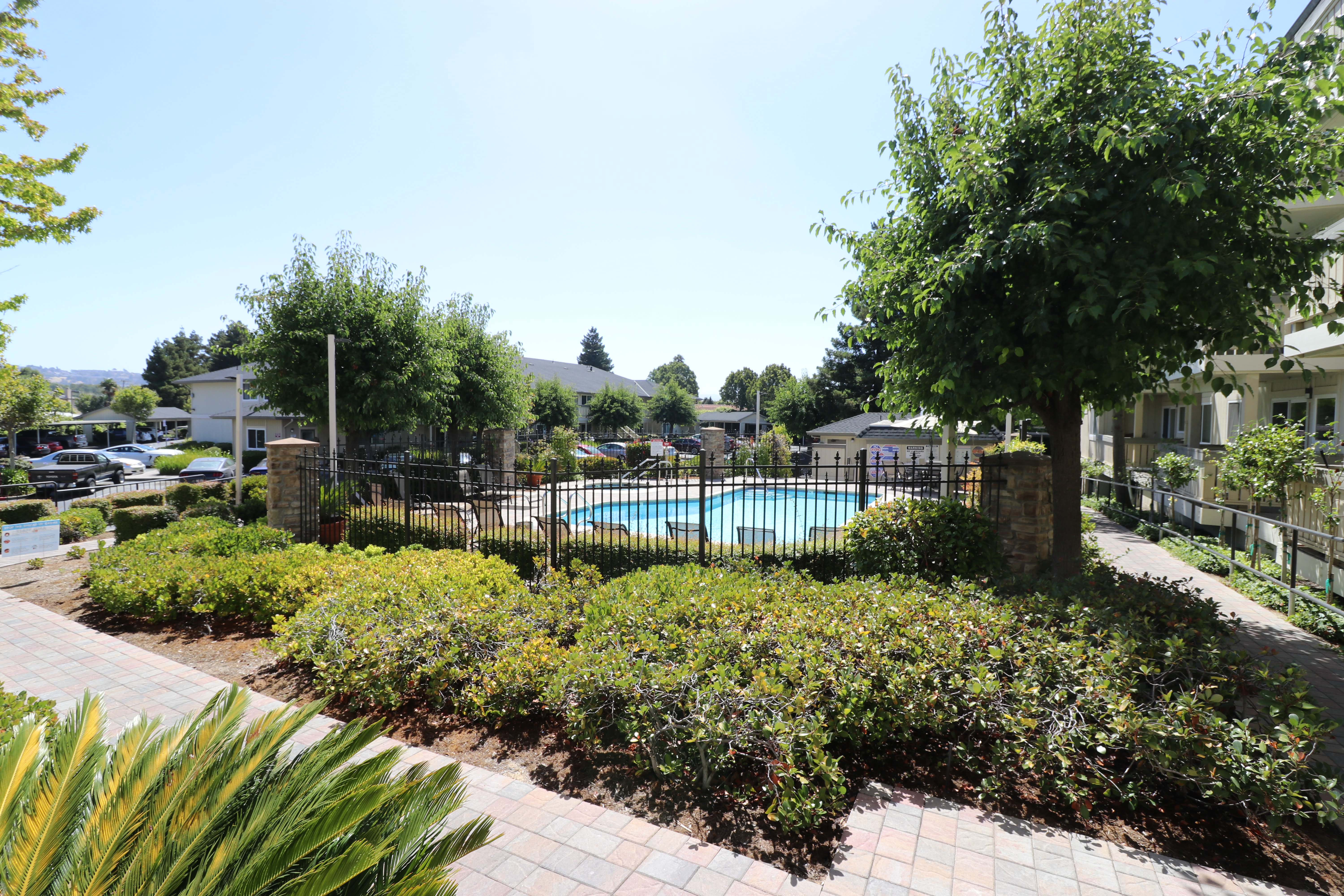 Resort-style pool surrounded by greenery at Summerhill Terrace Apartment Homes in San Leandro, California