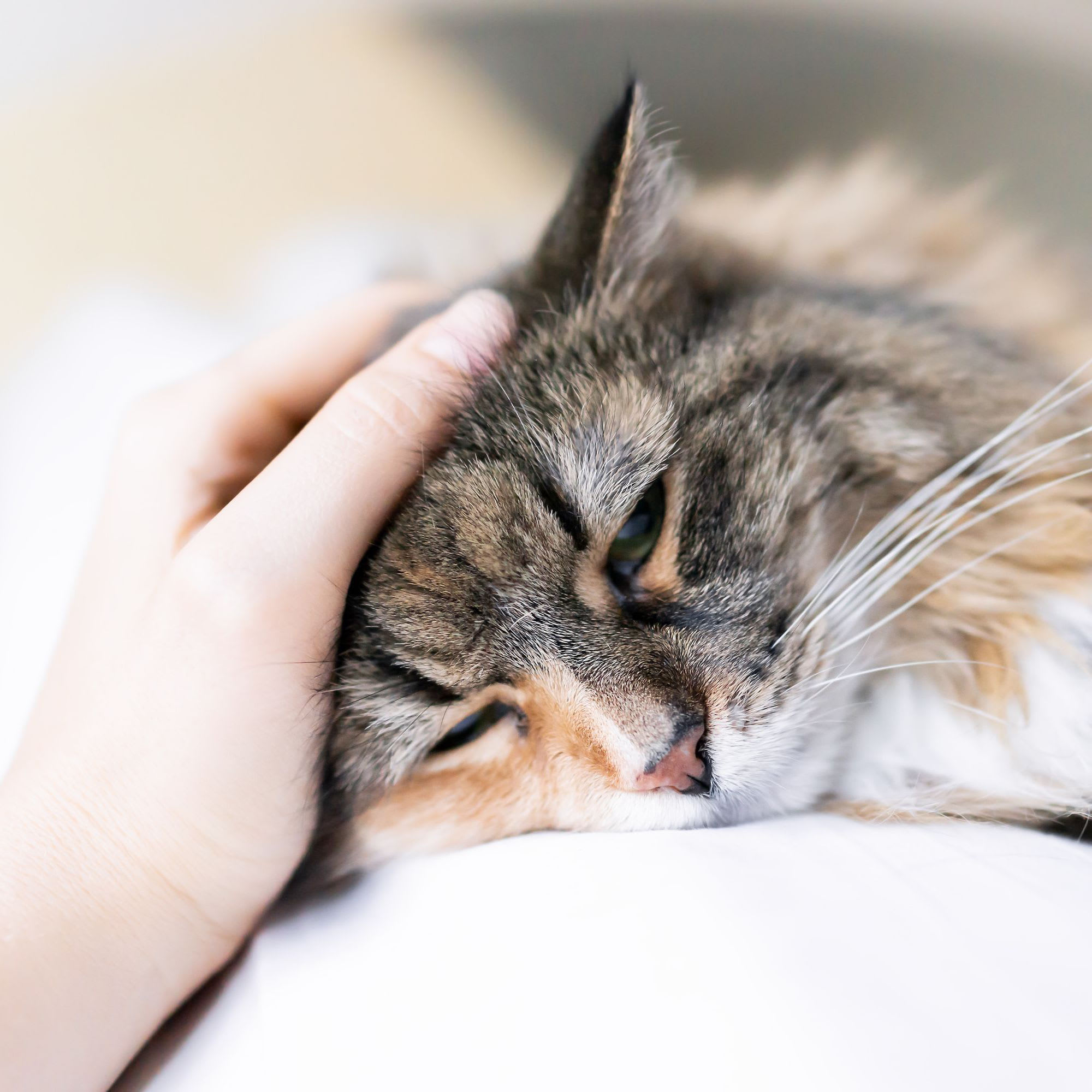 A house cat being pet by a resident at Aero Ridge in San Diego, California