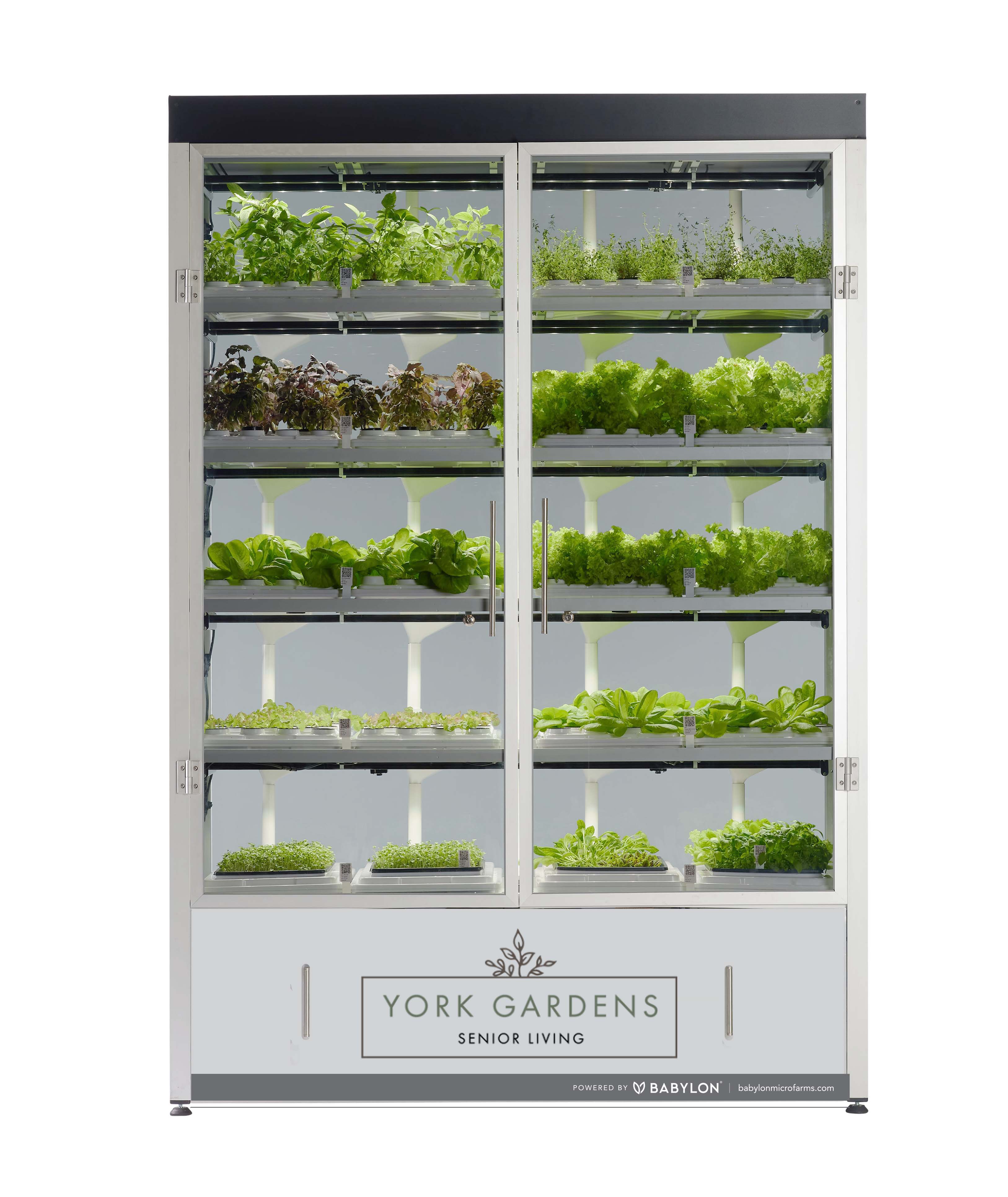 Salad greens grown indoors