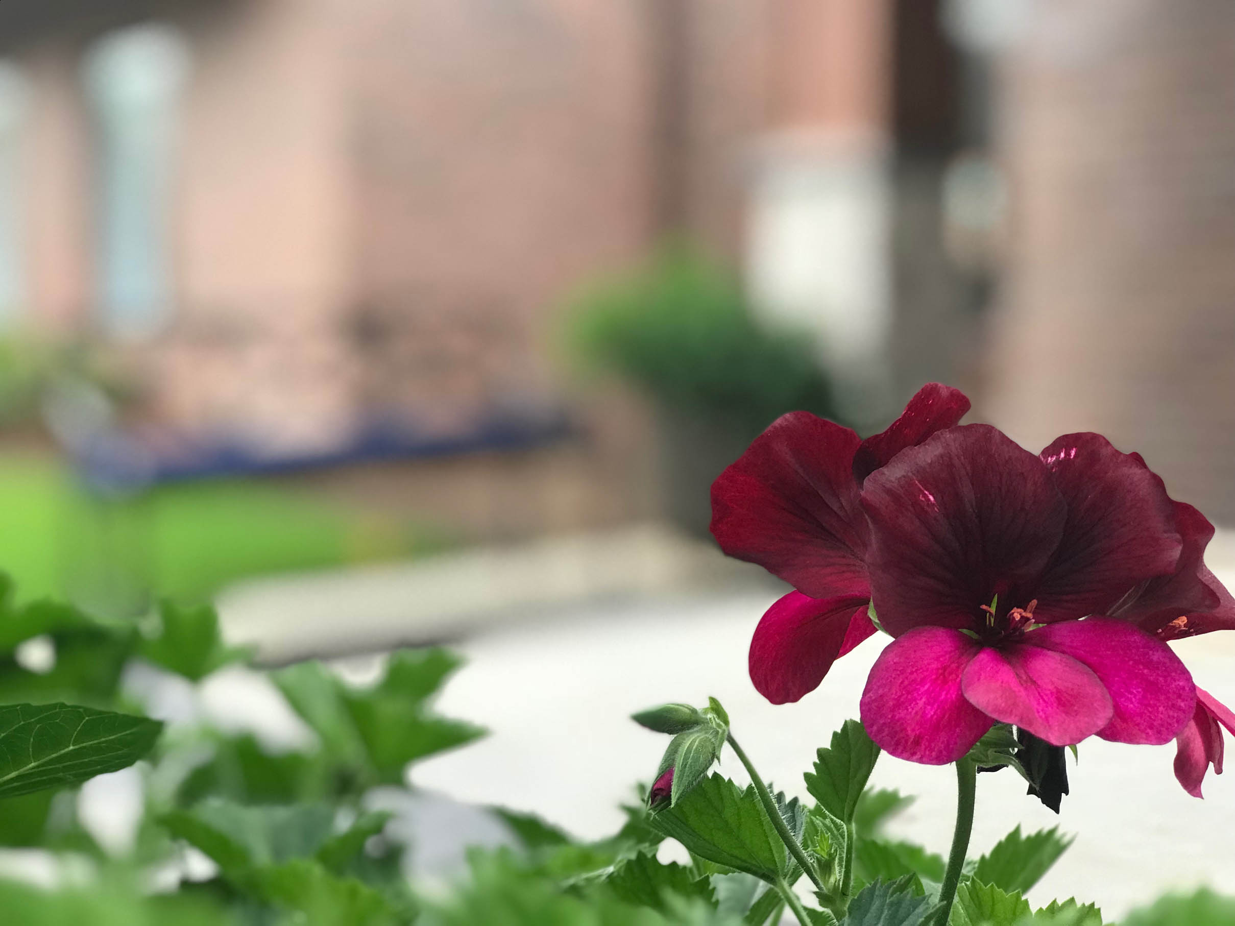 Beautiful flower near the front entrance of King City Senior Village in King City, Oregon.