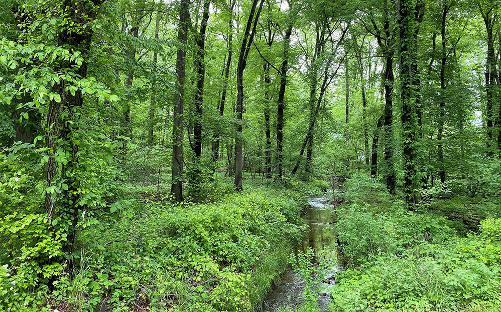 Scenic woods and creek at Moorestowne Woods Apartment Homes in Moorestown, New Jersey