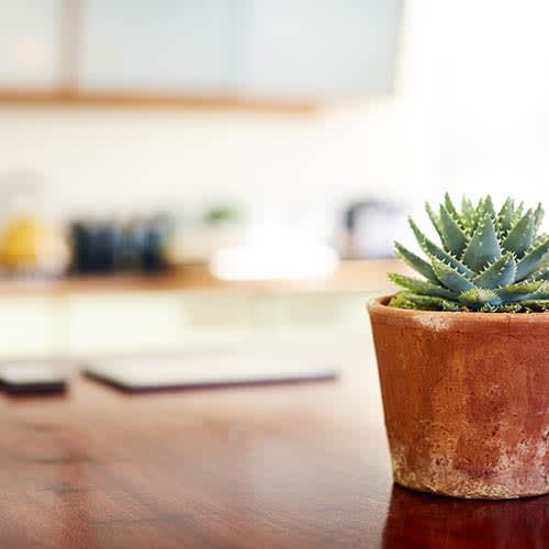 Plant on desk at The Residences at Waterstone in Pikesville, Maryland 