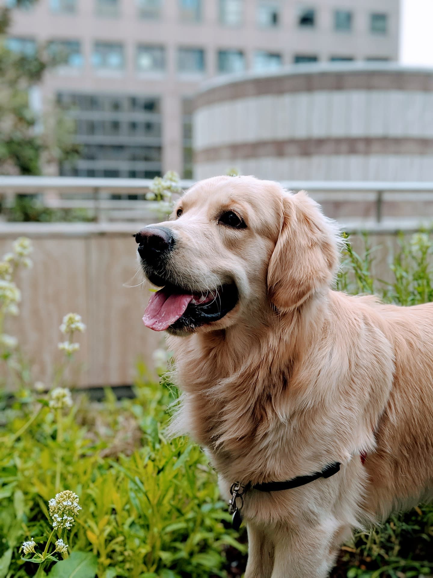 Dog being the best boy while standing in flowers at Parc at Summit in Summit, New Jersey